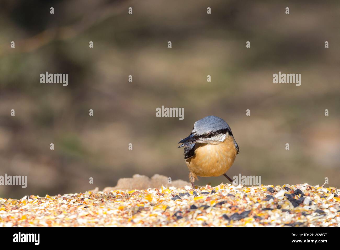 Nuthatch (Sitta europaea) blue grey upperparts white cheeks black line through eyes reddish buff underside strong pointed black bill and short tail Stock Photo