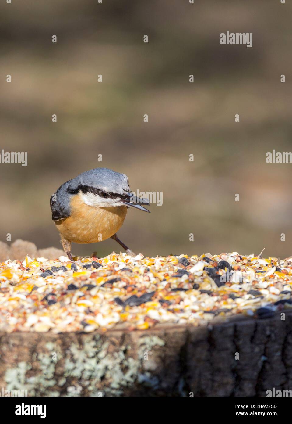 Nuthatch (Sitta europaea) blue grey upperparts white cheeks black line through eyes reddish buff underside strong pointed black bill and short tail Stock Photo