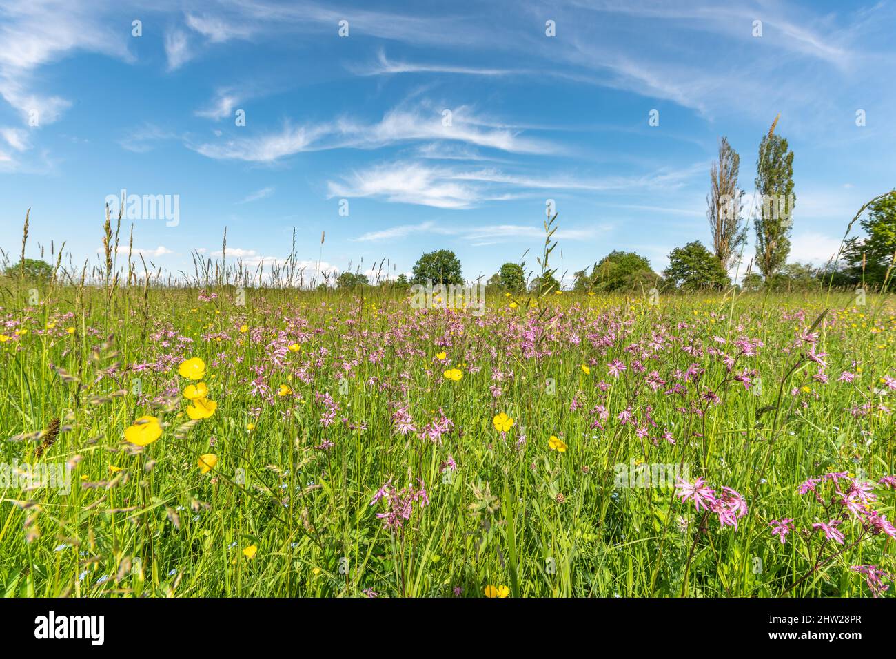 Natural Spring France Flowering natural meadow in spring. France Stock Photo - Alamy
