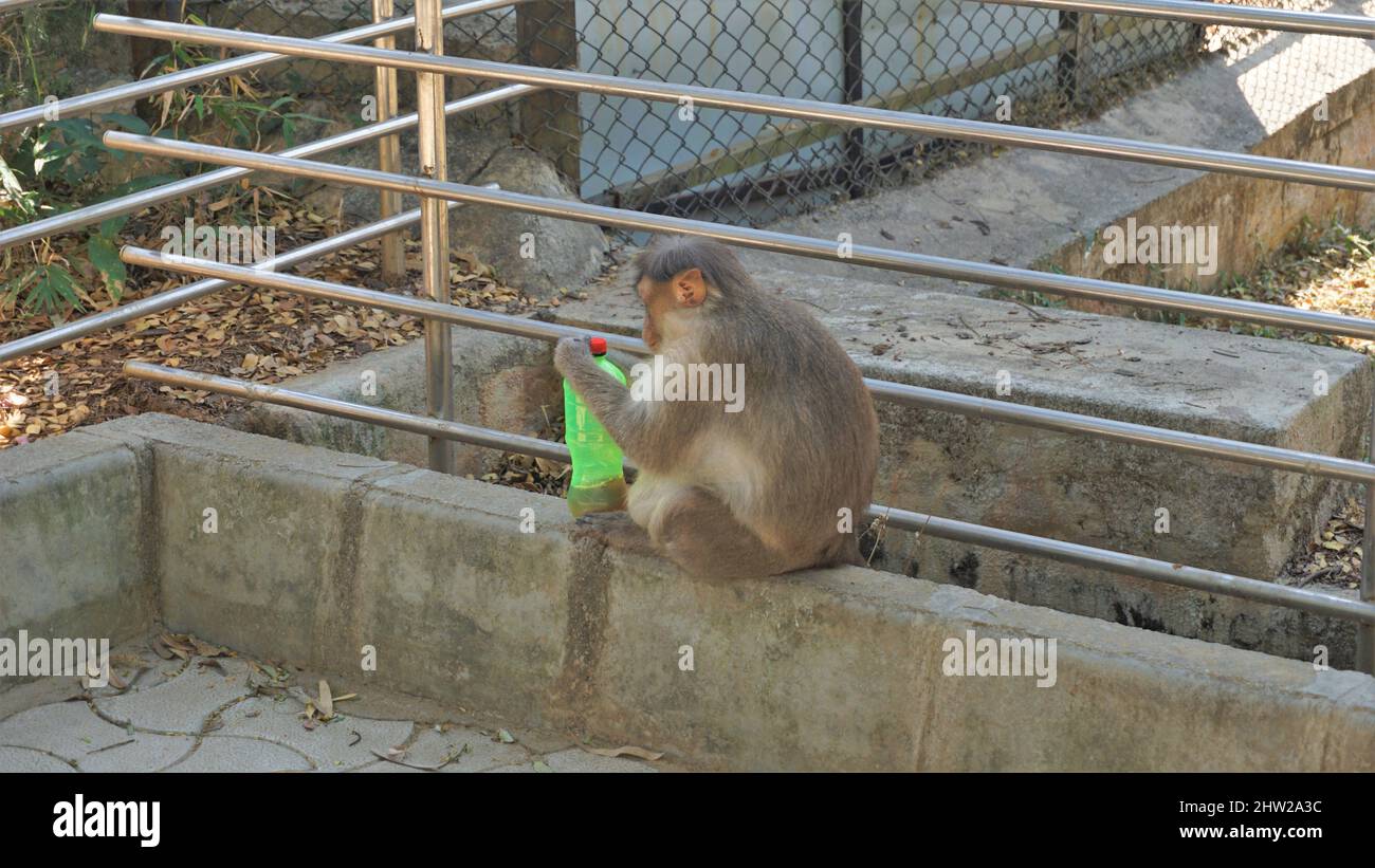 Bangalore,Karnataka,India-March 03 2022: Pregnant indian macaque monkey stealing and drinking water from plastic bottle in Bannarghetta zoo, Bangalore Stock Photo