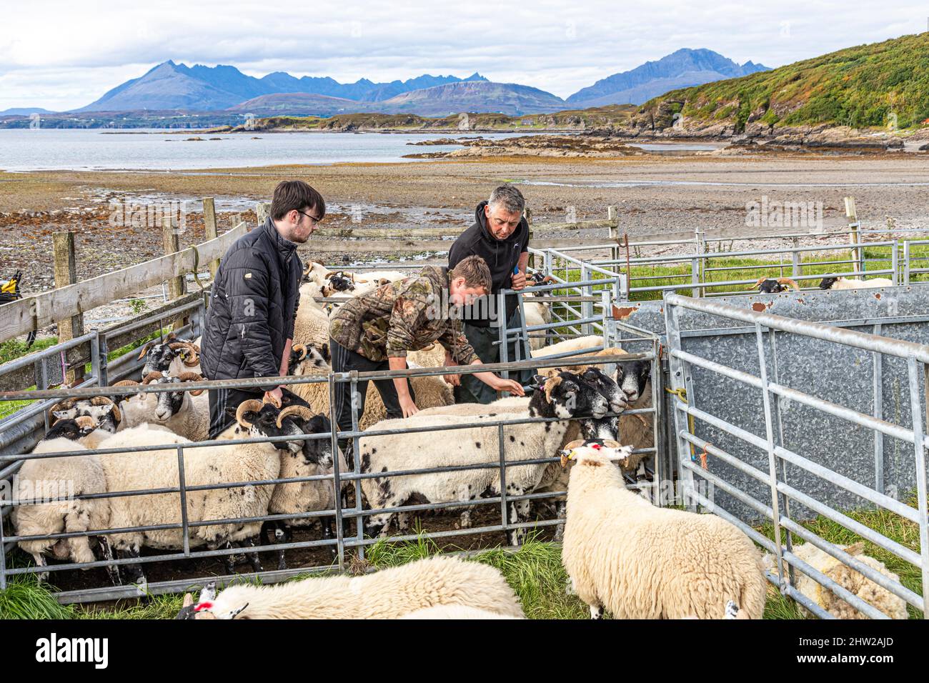 A family rounding up sheep for medicating at the tiny hamlet of Achnacloich on Tarskavaig Bay on the Sleat Peninsula in the south of the Isle of Skye, Stock Photo