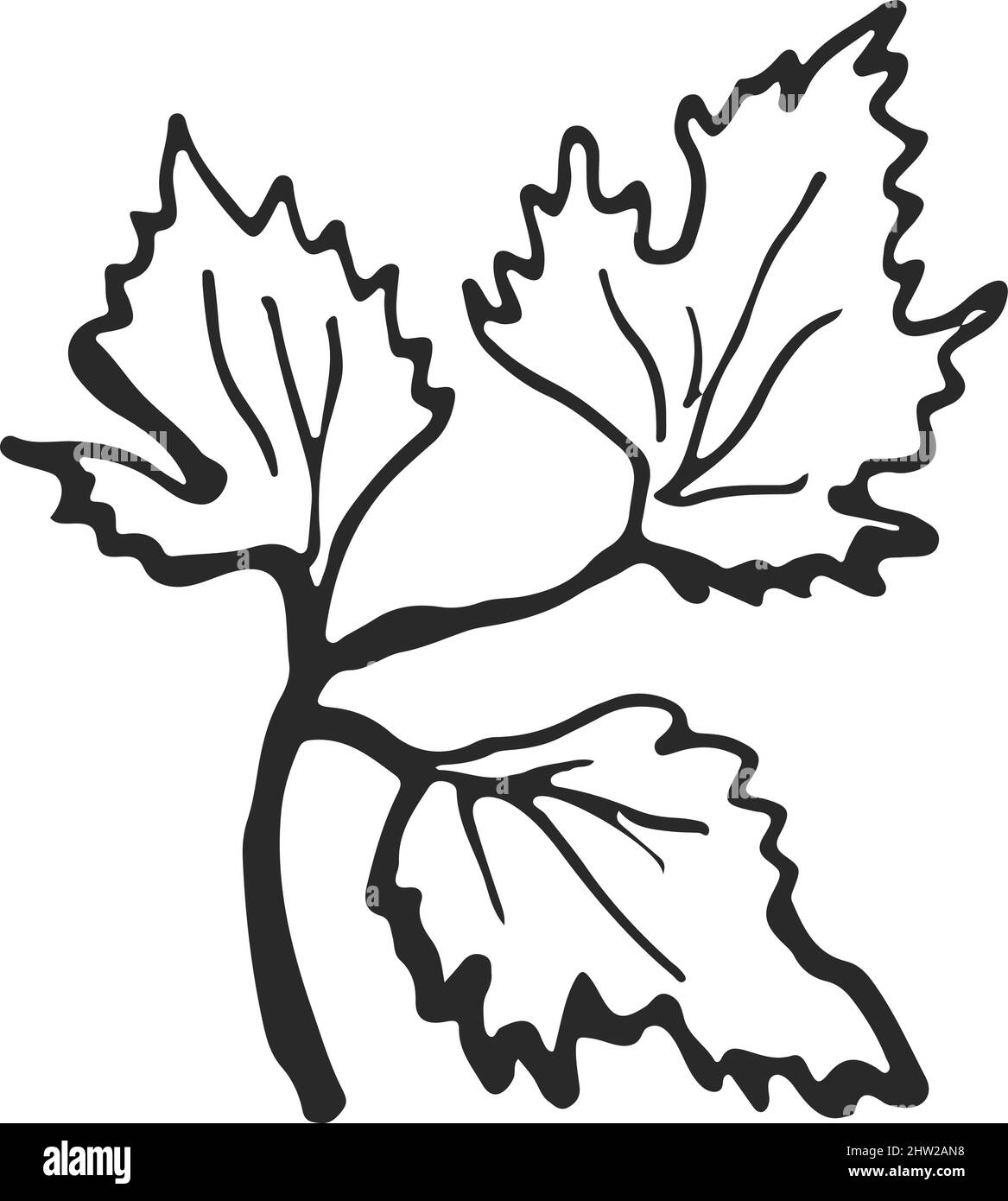 Grape leaves branch in hand drawn style. Vine sketch Stock Vector Image