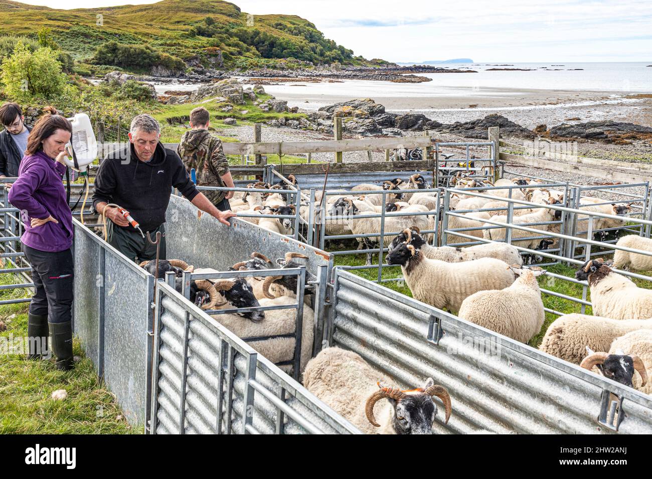 A family medicating sheep on the sea shore at the tiny hamlet of Achnacloich on Tarskavaig Bay on the Sleat Peninsula in the south of the Isle of Skye Stock Photo