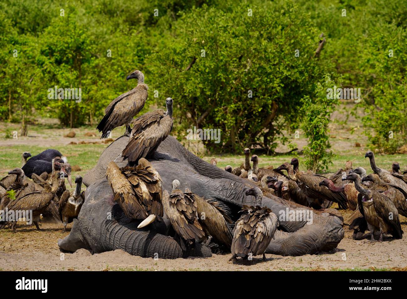Old World vultures cleaning up on a ded elephant, preventing disease