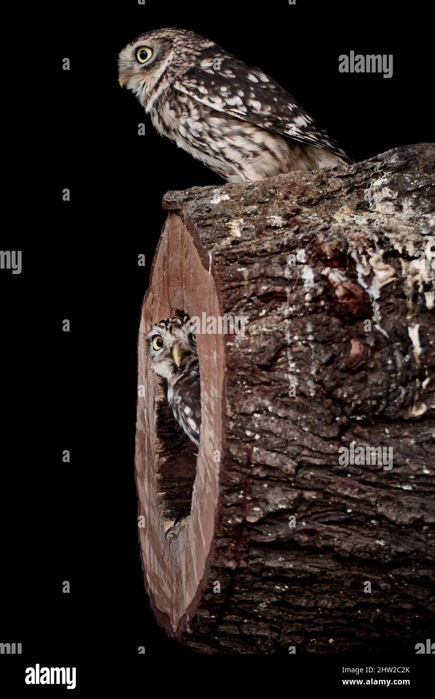 Two Little Owls (Athene noctua) on top and inside a hollow tree trunk peeking out Stock Photo