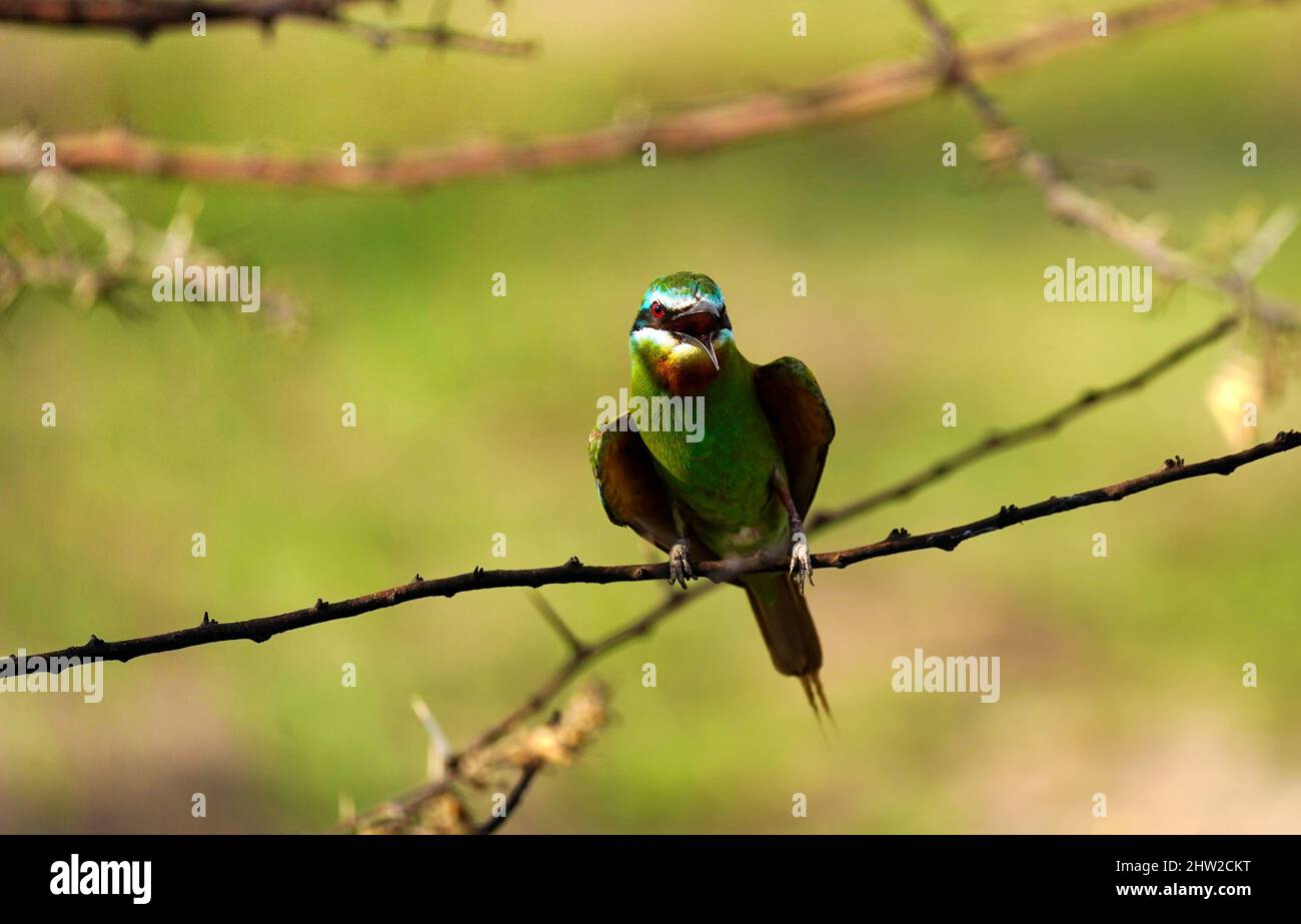 African birds can be stunning colours & the sounds of birdsong is incredible Stock Photo