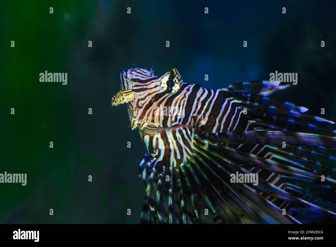 Common Lionfish (Turkey fish, Red Lionfish) - Pteroids volitans. Stock Photo