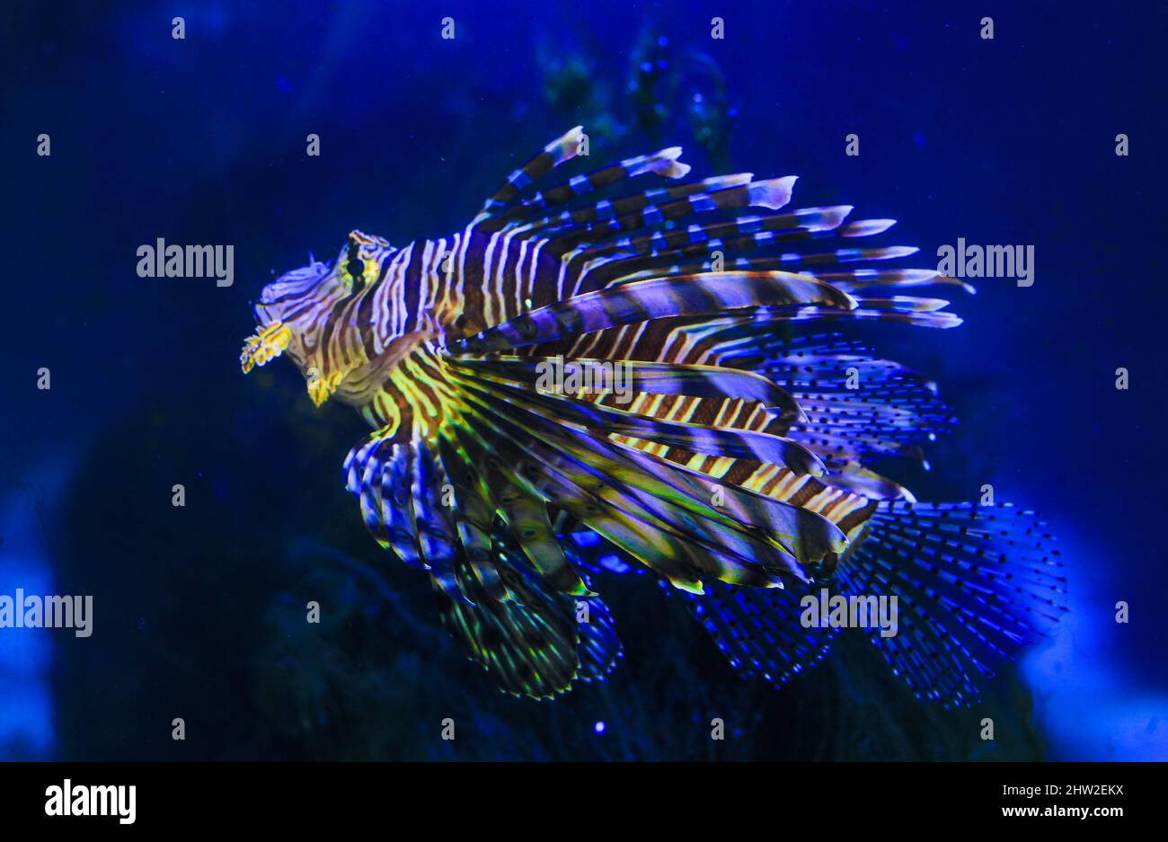 Common Lionfish (Turkey fish, Red Lionfish) - Pteroids volitans. Stock Photo