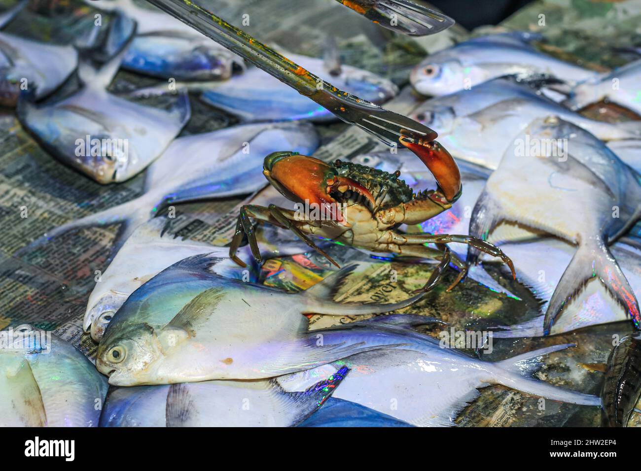 Giant mud crab on a tray. Closeup fresh bubble crab (Scylla Serrata) Common name Black Crab, Mangrove Crab Rows of crabs tied with straw are sold. Stock Photo