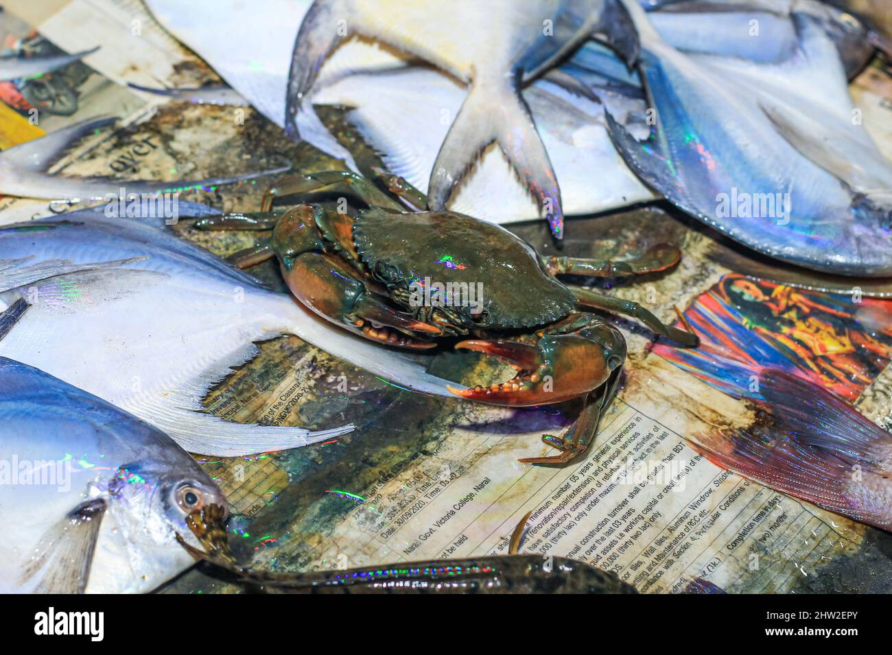 Giant mud crab on a tray. Closeup fresh bubble crab (Scylla Serrata) Common name Black Crab, Mangrove Crab Rows of crabs tied with straw are sold. Stock Photo