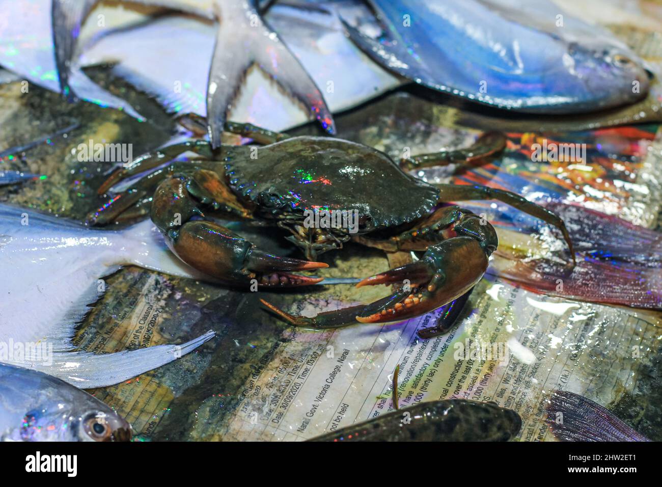 Crab nippers deals