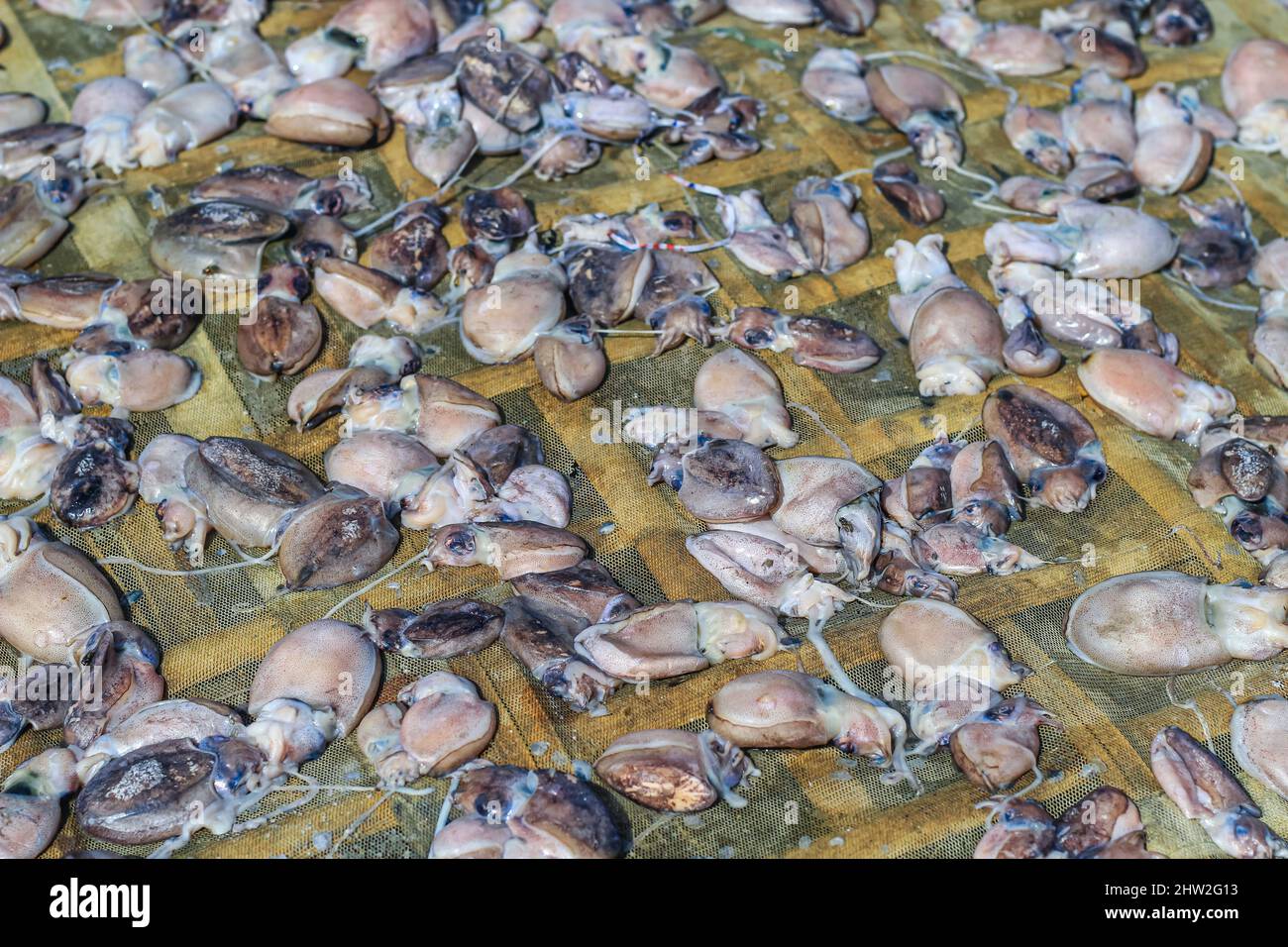 Fish is being prepared by drying in the sun for export abroad. Fish