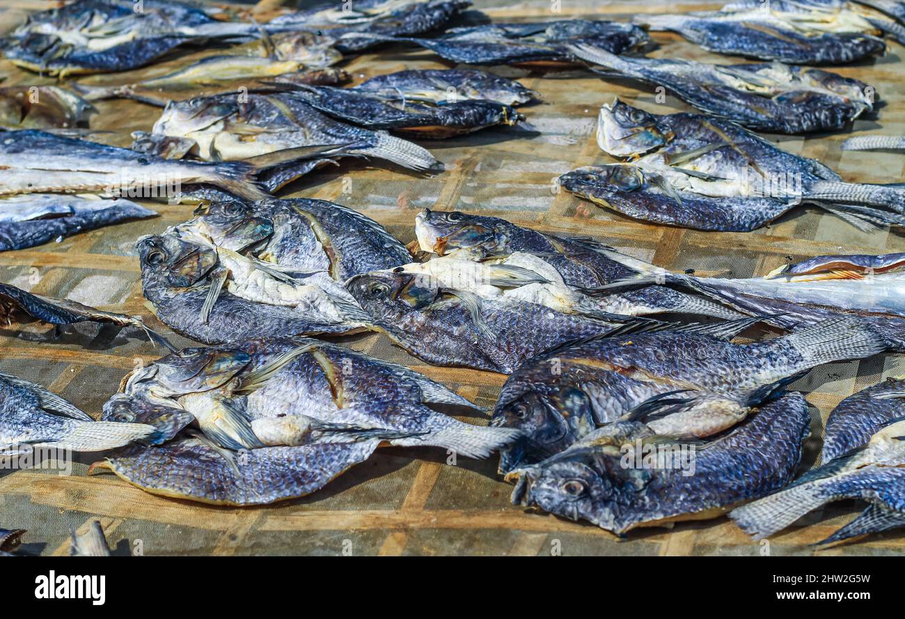 Fish is being prepared by drying in the sun for export abroad. Fish that is being dried in the