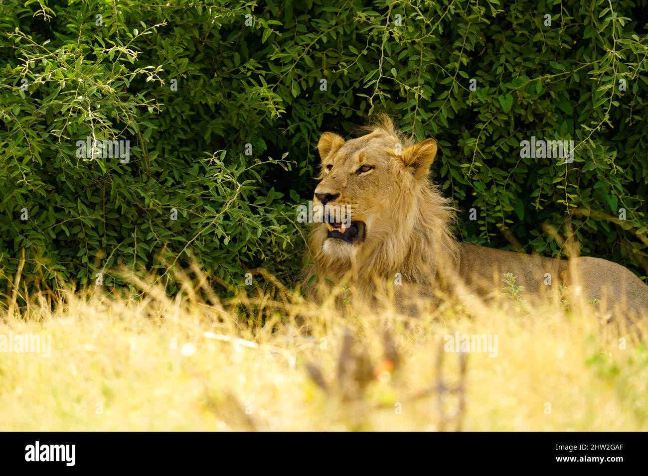 Big African male lion in the bushveld looking resplendent Stock Photo
