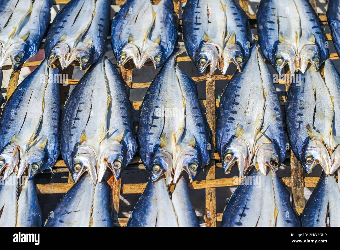 Fish is being prepared by drying in the sun for export abroad. Fish