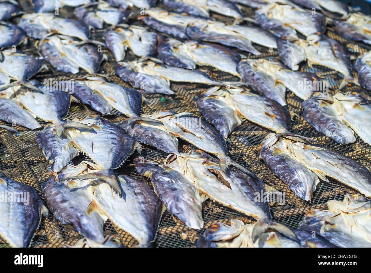 Fish is being prepared by drying in the sun for export abroad. Fish that is being dried in the
