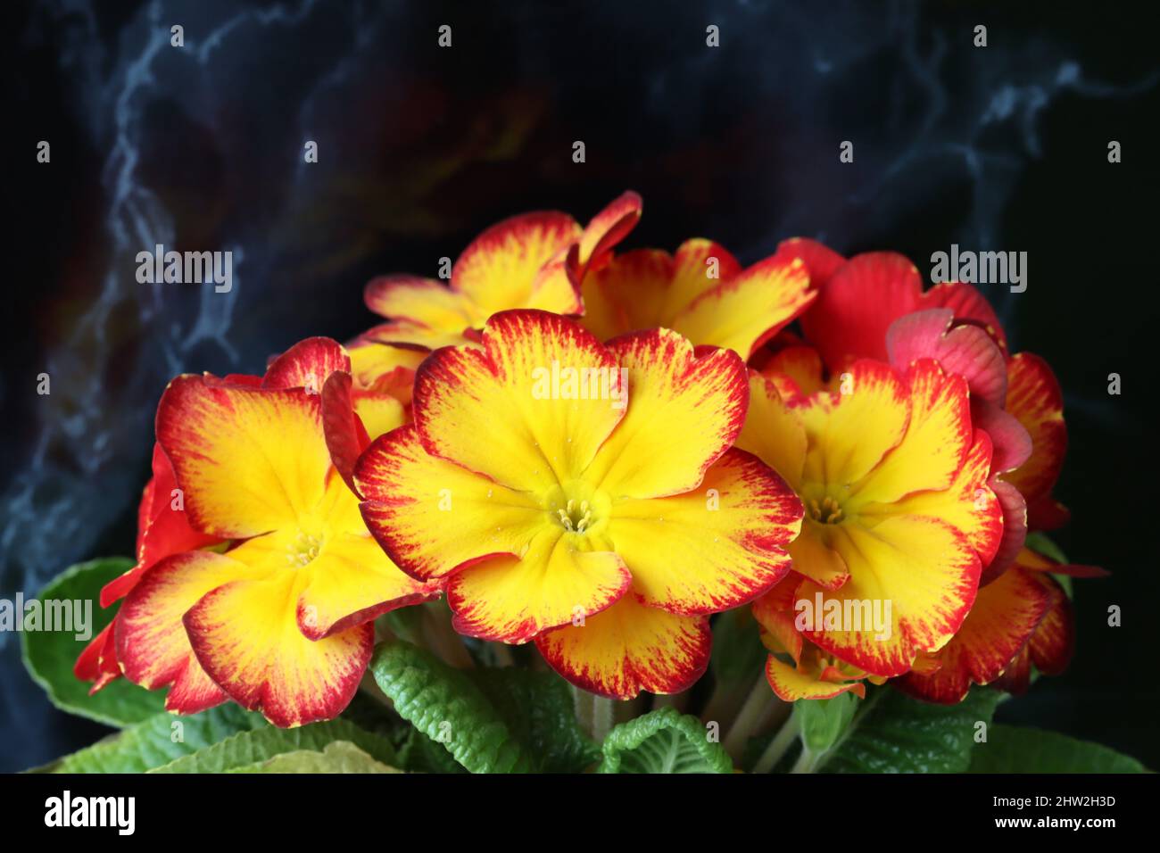Red primula flowers hi-res stock photography and images - Alamy