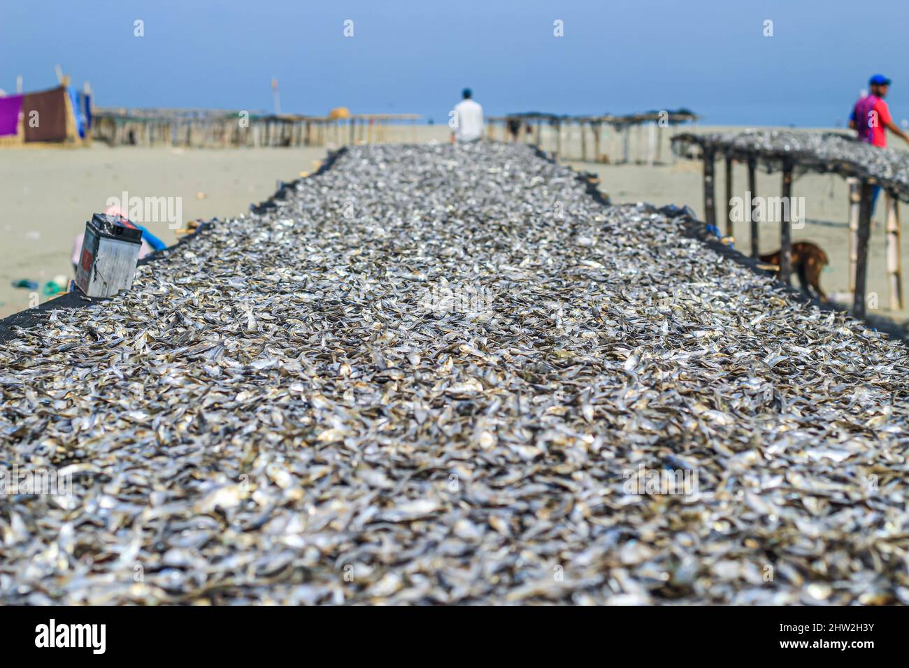 Fish is being prepared by drying in the sun for export abroad. Fish