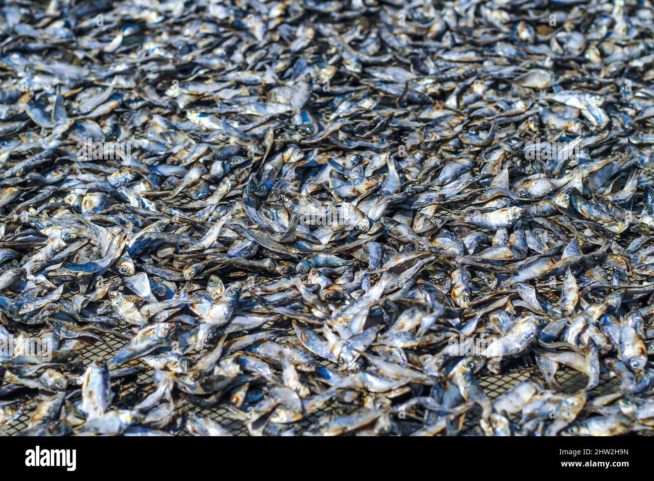 Fish is being prepared by drying in the sun for export abroad. Fish