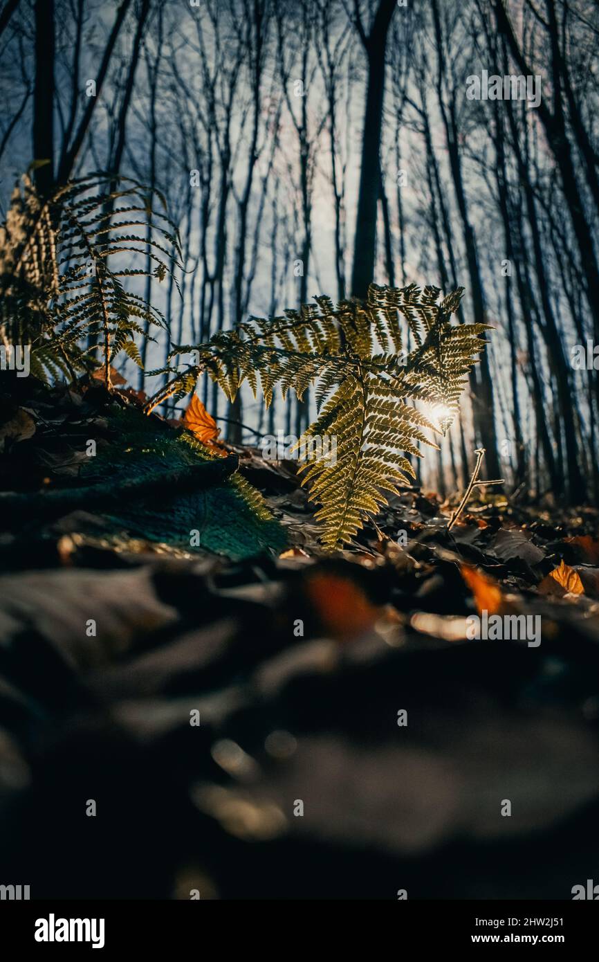 Vertical, low angle shot of dried leaves in a forest Stock Photo - Alamy