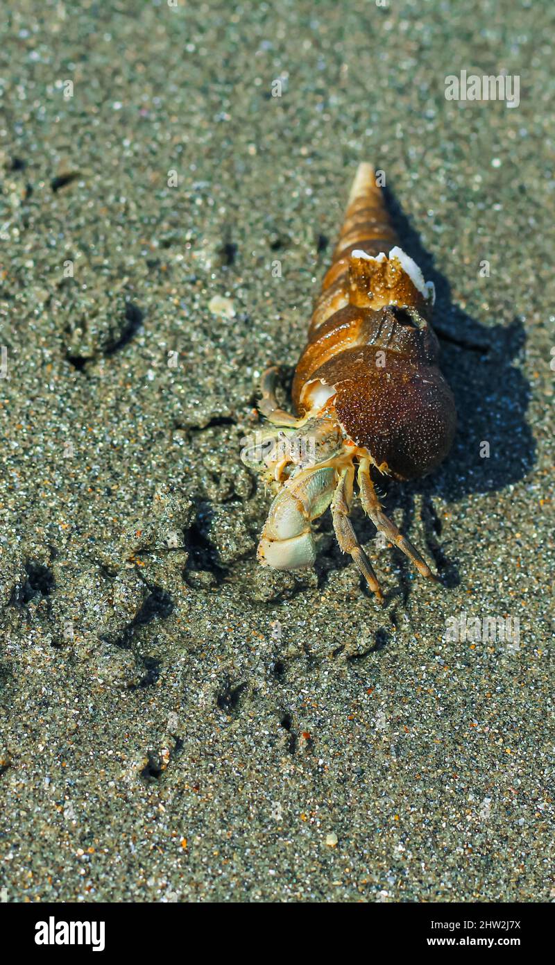 Hermit Crab on the beach. Wildlife Beach, Hermit Crab, Animal Shell, Seashell White Beach Macro Sunny Day Stock Photo - Alamy Hermit Crab on the beach. Wildlife Beach, Hermit Crab, Animal Shell, Seashell White Beach Macro Sunny Day Stock Photo - Alamy