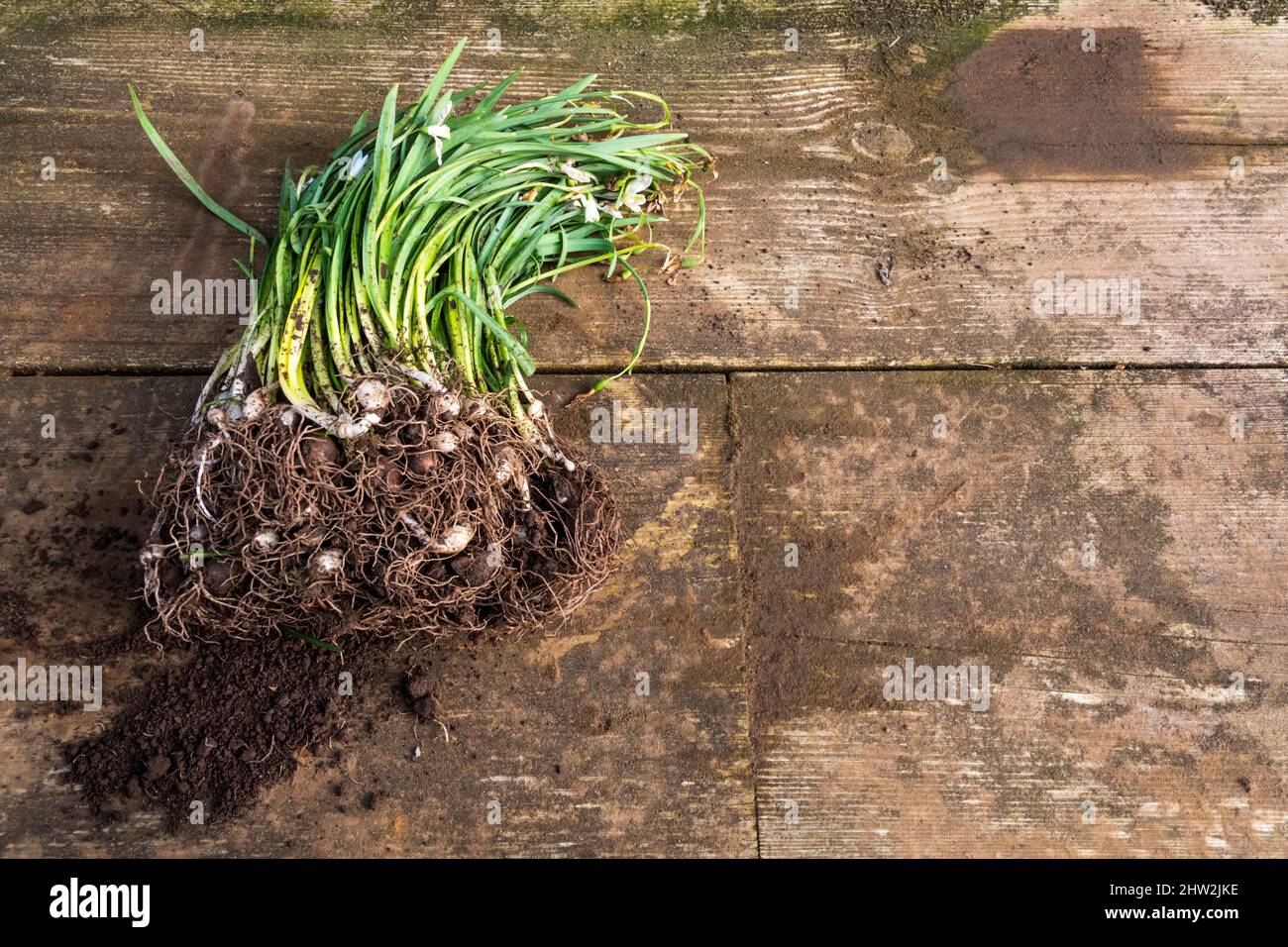 Galanthus nivalis, common snowdrop in the green on a potting bench ready for planting. Stock Photo