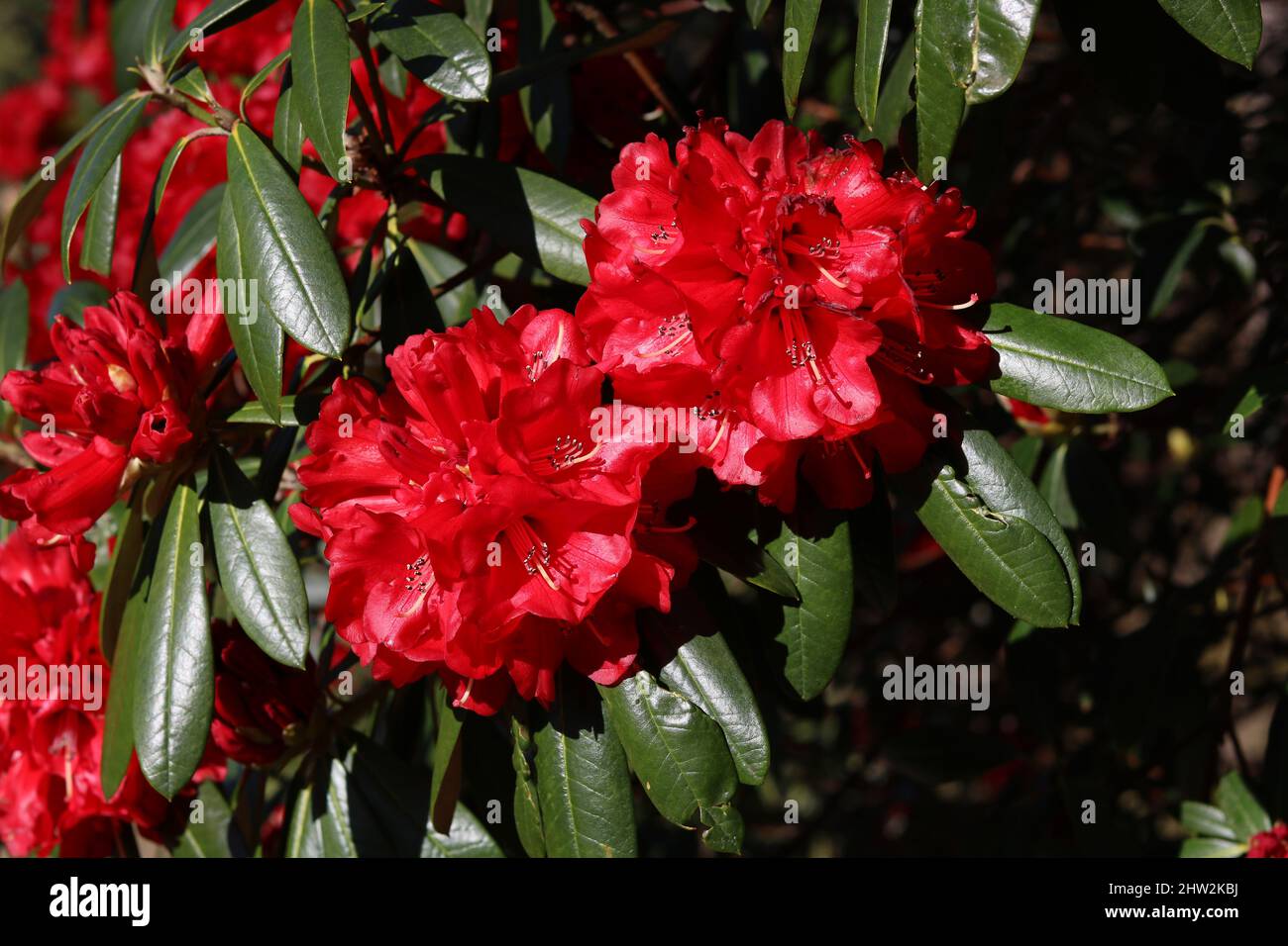 Beautiful red rhododendron flowers and waxy green foliage in springtime Stock Photo