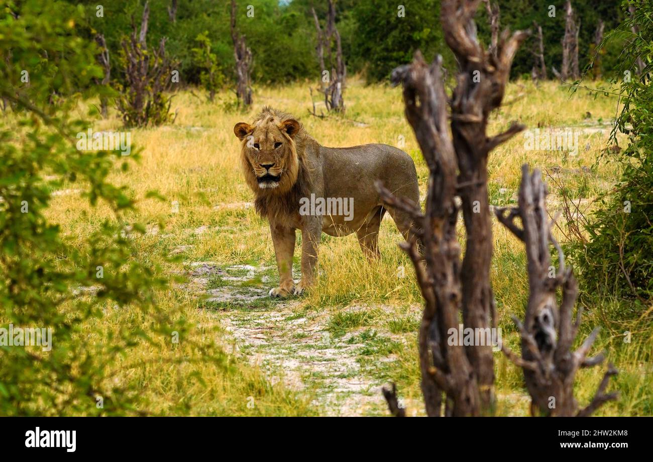 Big African male lion in the bushveld looking resplendent Stock Photo