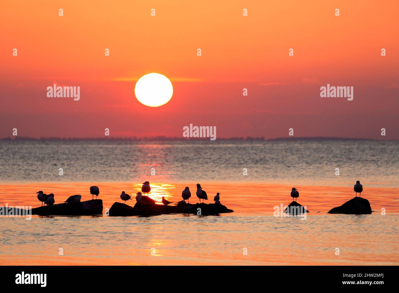 Flock of great black-backed gulls (Larus marinus) and black-headed gulls resting on rocks in sea, silhouetted against setting sun and orange sunset sk Stock Photo