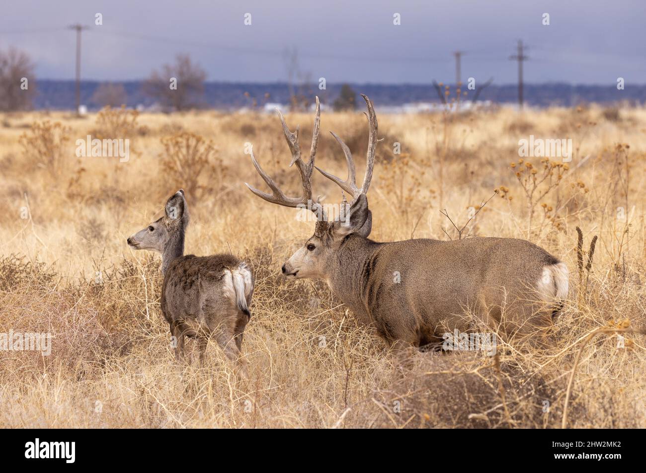 Mule Deer Buck During the Rut in Autumn in Colorado Stock Photo Alamy