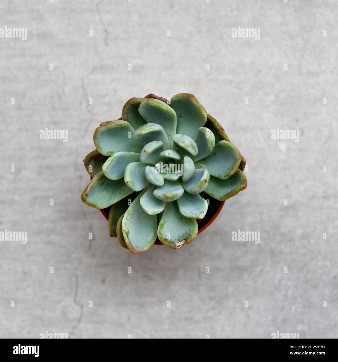 Green succulent plant on trendy grey concrete background Stock Photo