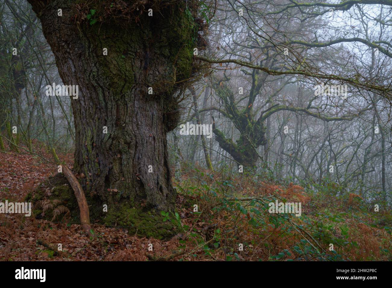 Huge specimens of Quercus Robur form ancient forests in the fog in Lugo in Galicia Stock Photo