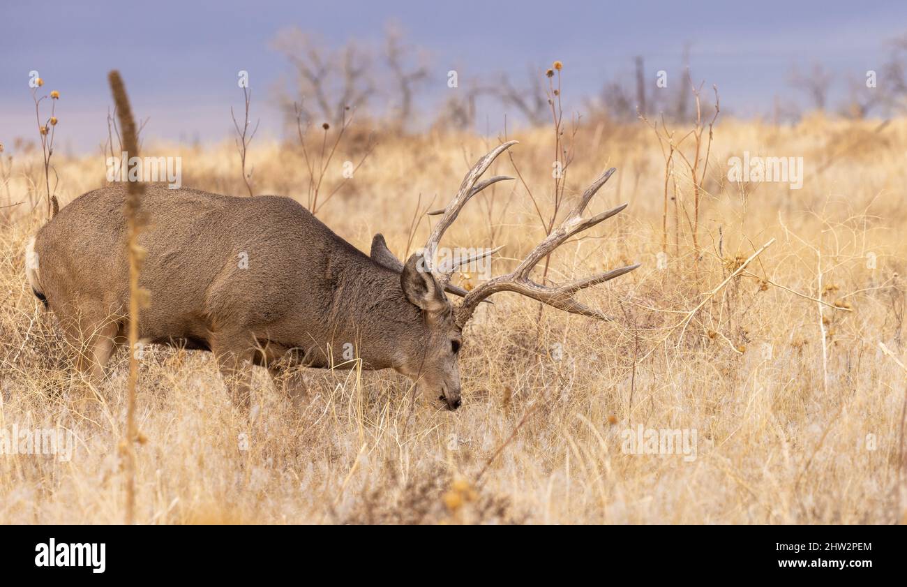 Mule Deer Buck During the Rut in Autumn in Colorado Stock Photo Alamy