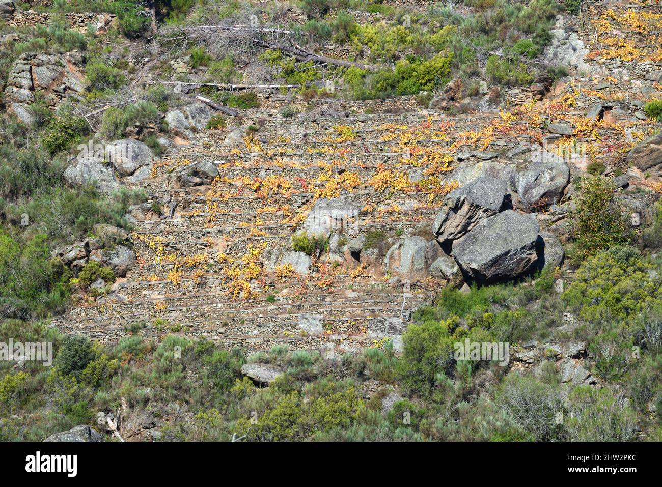 Terraced rows of vineyards on a steep hillside with large granite rocks ...