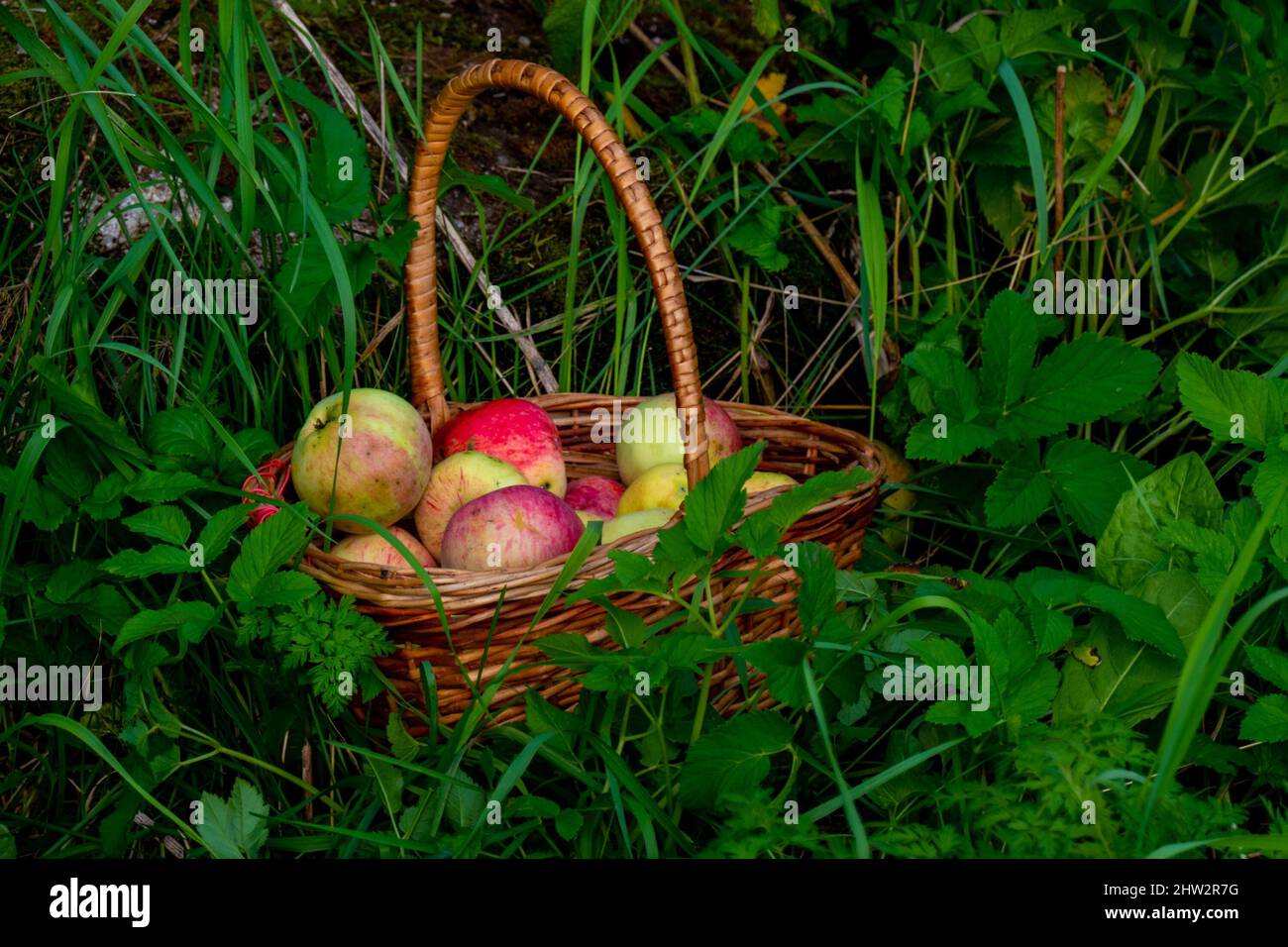 Organic apple harvest, basket of freshly harvested apples with natural blemishes and spots. Red and green freshly picked apples in basket on green gra Stock Photo