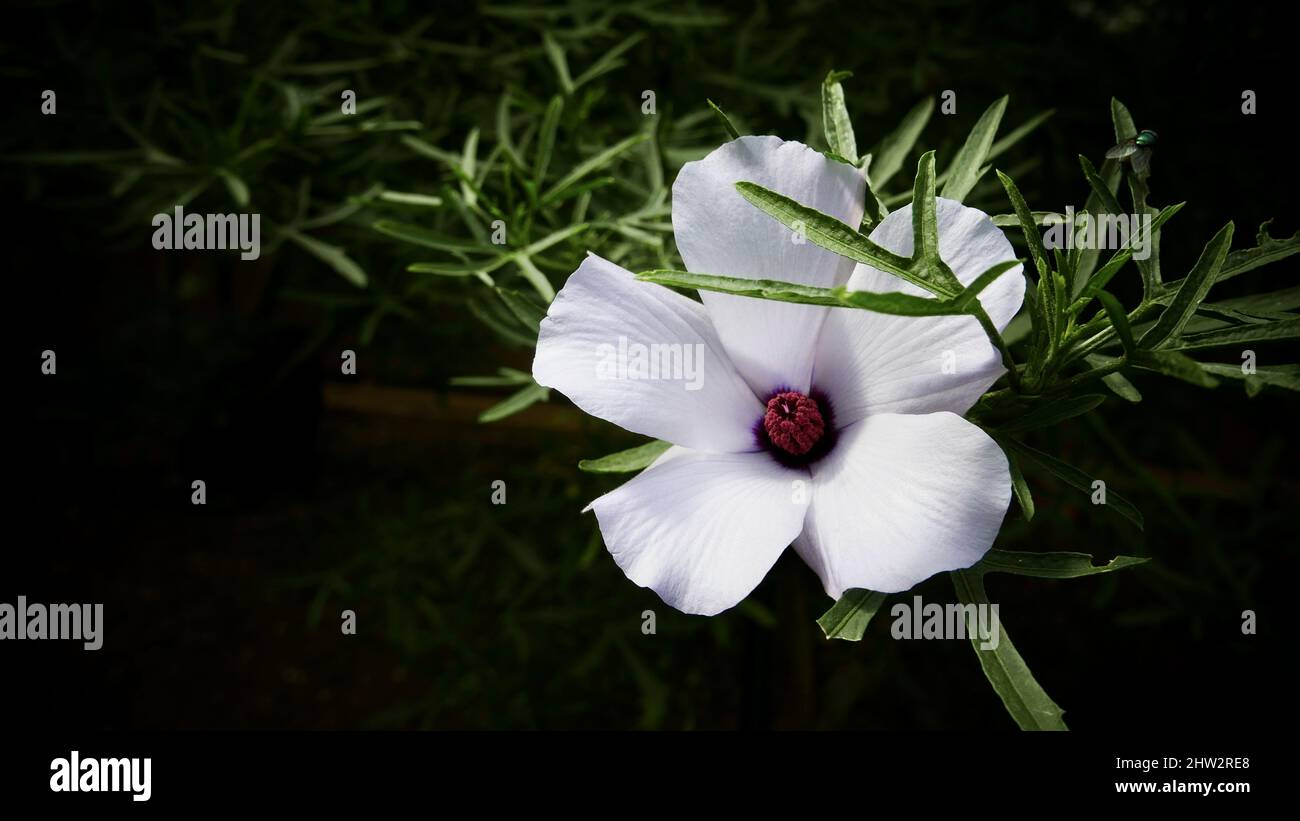 Closeup of Hibiscus cannabinus flower, also known as kenaf, on the background of green grass Stock Photo