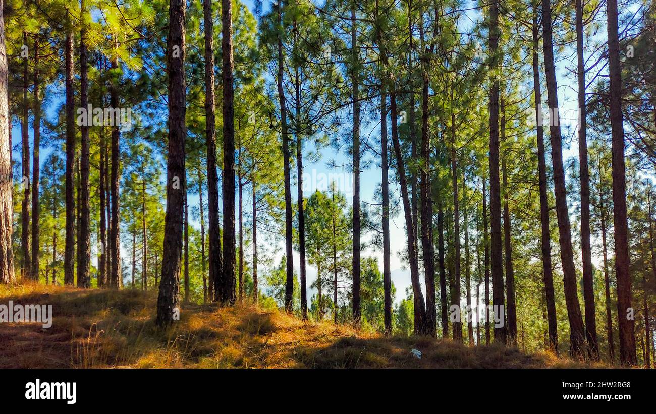 Trees in a park on a sunny day Stock Photo - Alamy