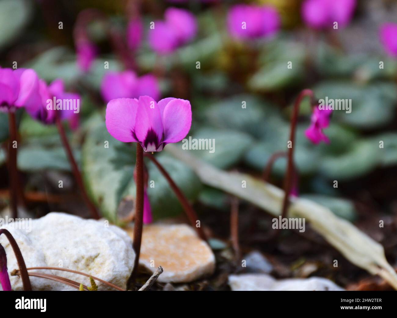 Wild violet flowers blooming during early spring Stock Photo