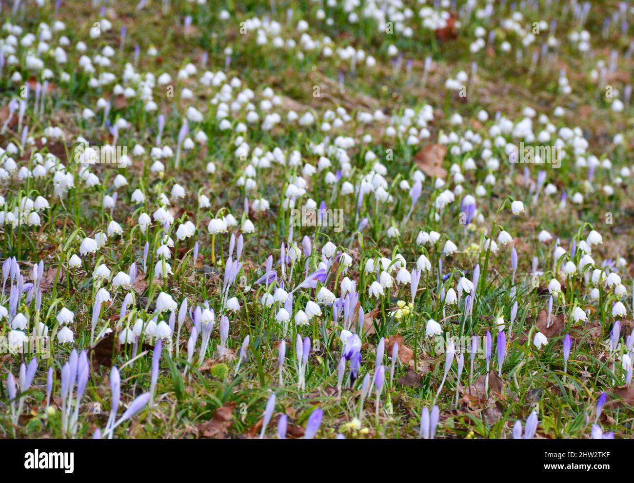White crocus flowers blooming in the meadow Stock Photo