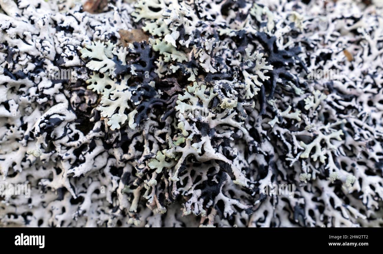 Hypogymnia physodes lichens in close-up Stock Photo