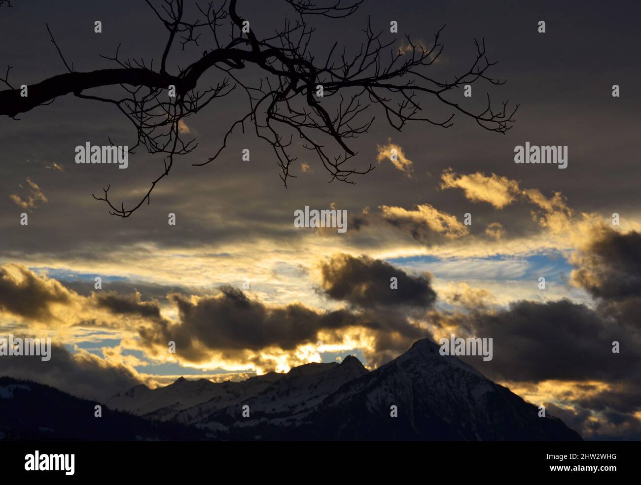 Tree branches over sunset sky background Stock Photo