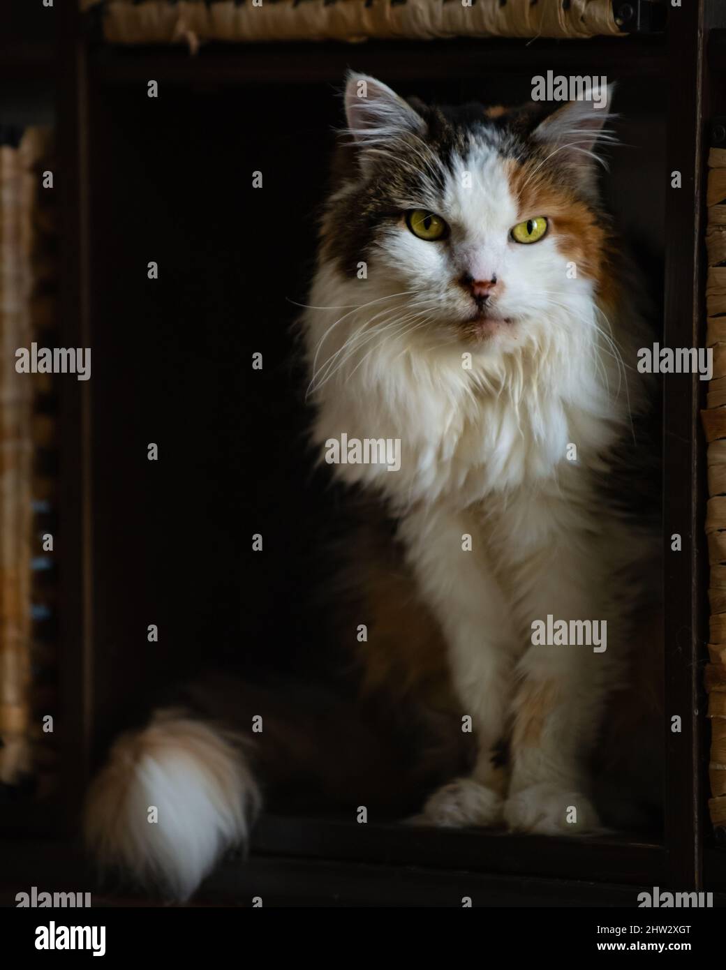 An old angry and fluffy calico cat glares while sitting in a cubby box Stock Photo