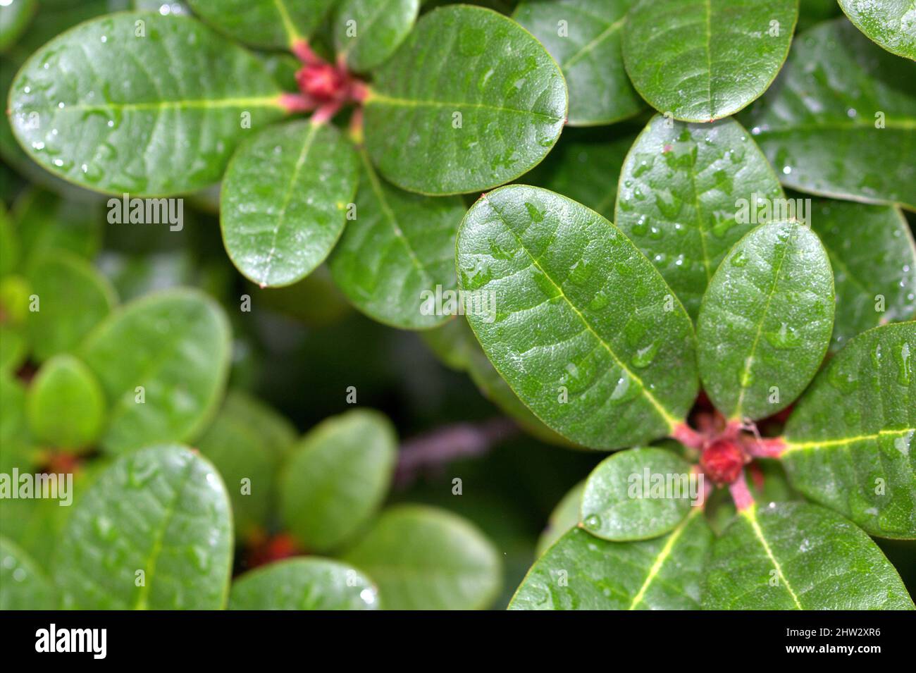 Closeup shot of the beautiful Zamiokulkas plant growing in the pot Stock Photo
