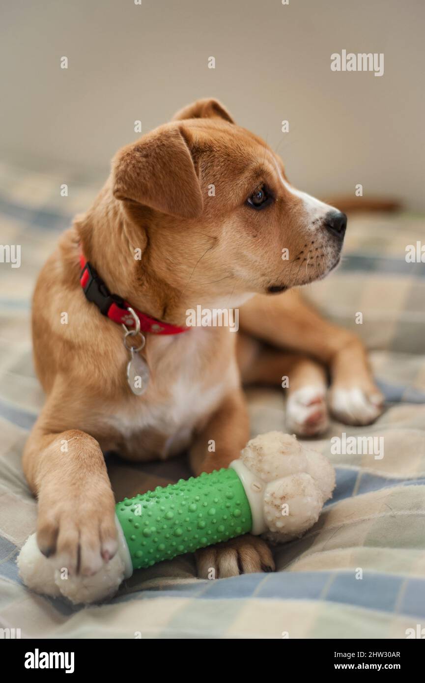 A small puppy lays on a dog bed with a large bone Stock Photo