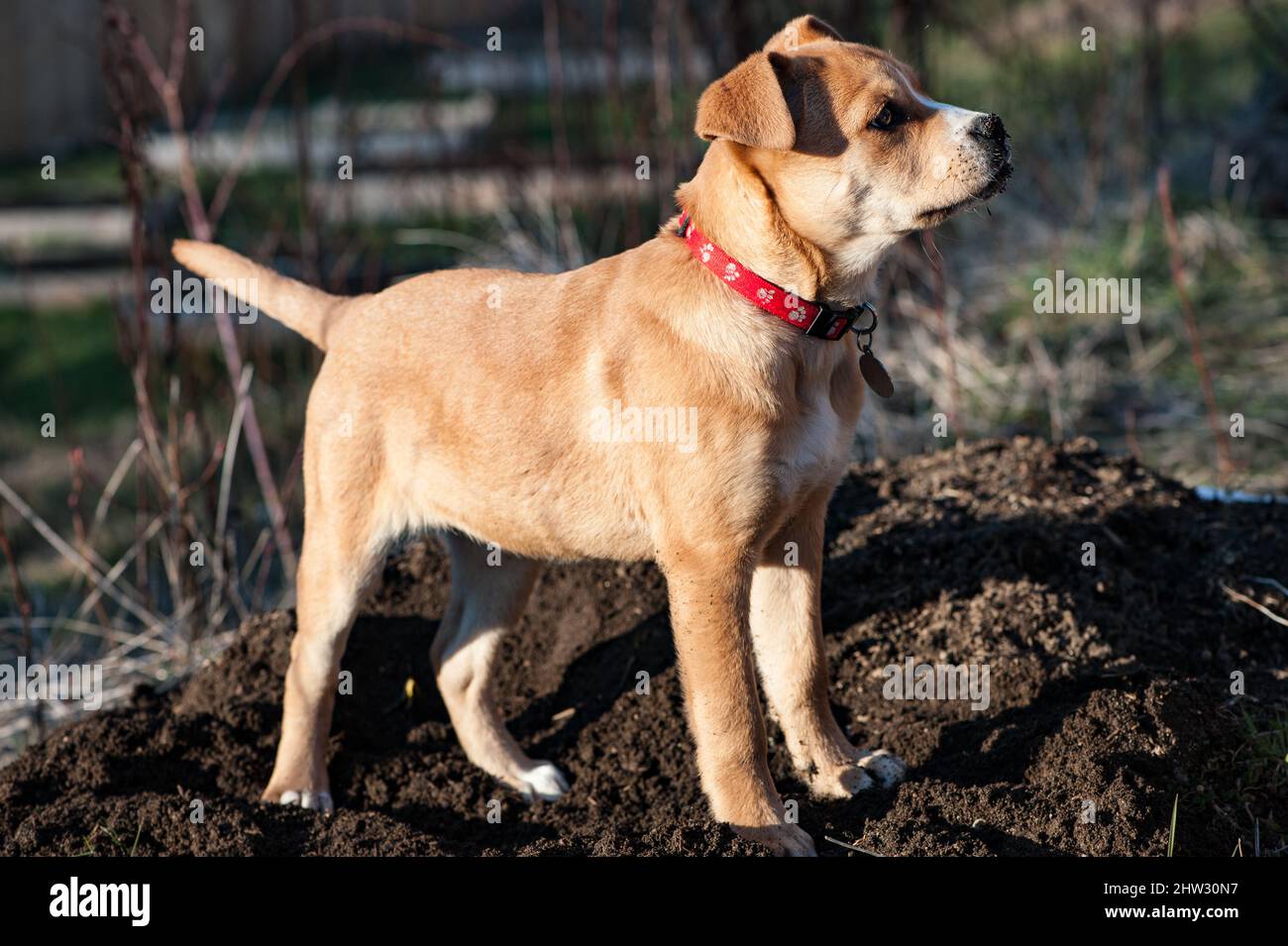 A puppy plays in the dirt Stock Photo