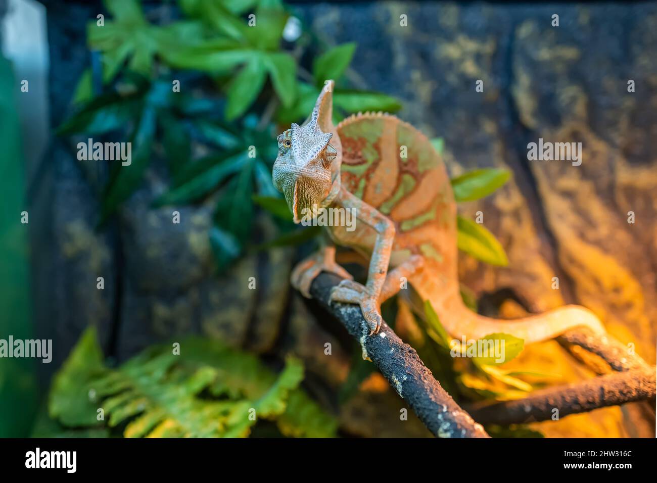 a green chameleon lizard lurks in its terrarium on a tree and sits motionless Stock Photo