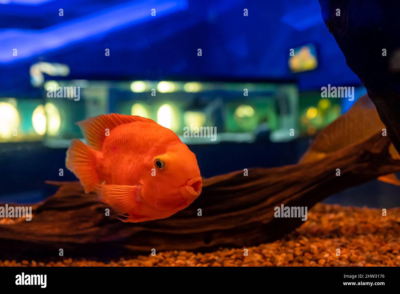 red parrot fish swim in a transparent aquarium Stock Photo