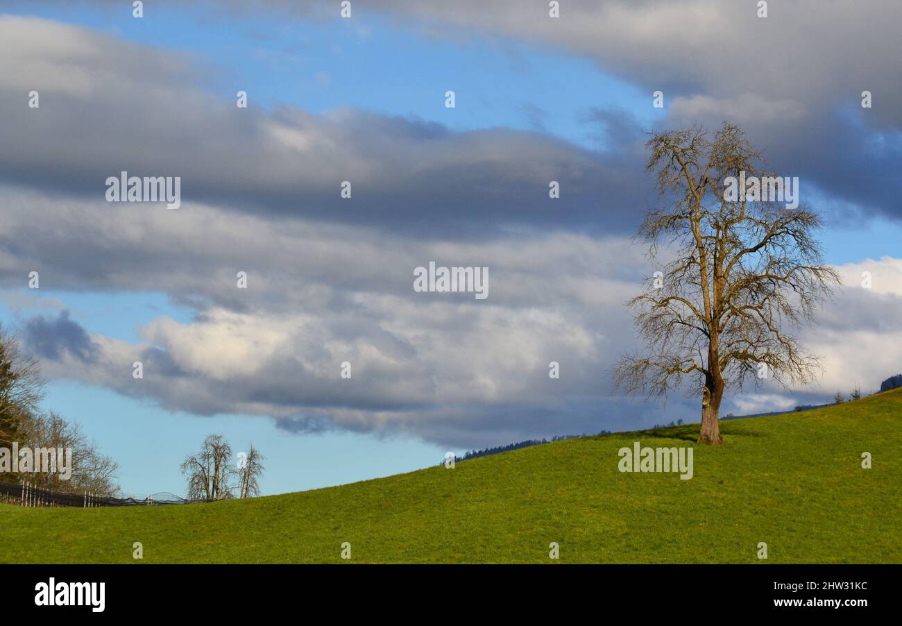 Green field with a single tree over blue sky background Stock Photo