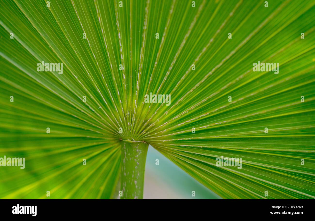Close up of a palm leaf Stock Photo