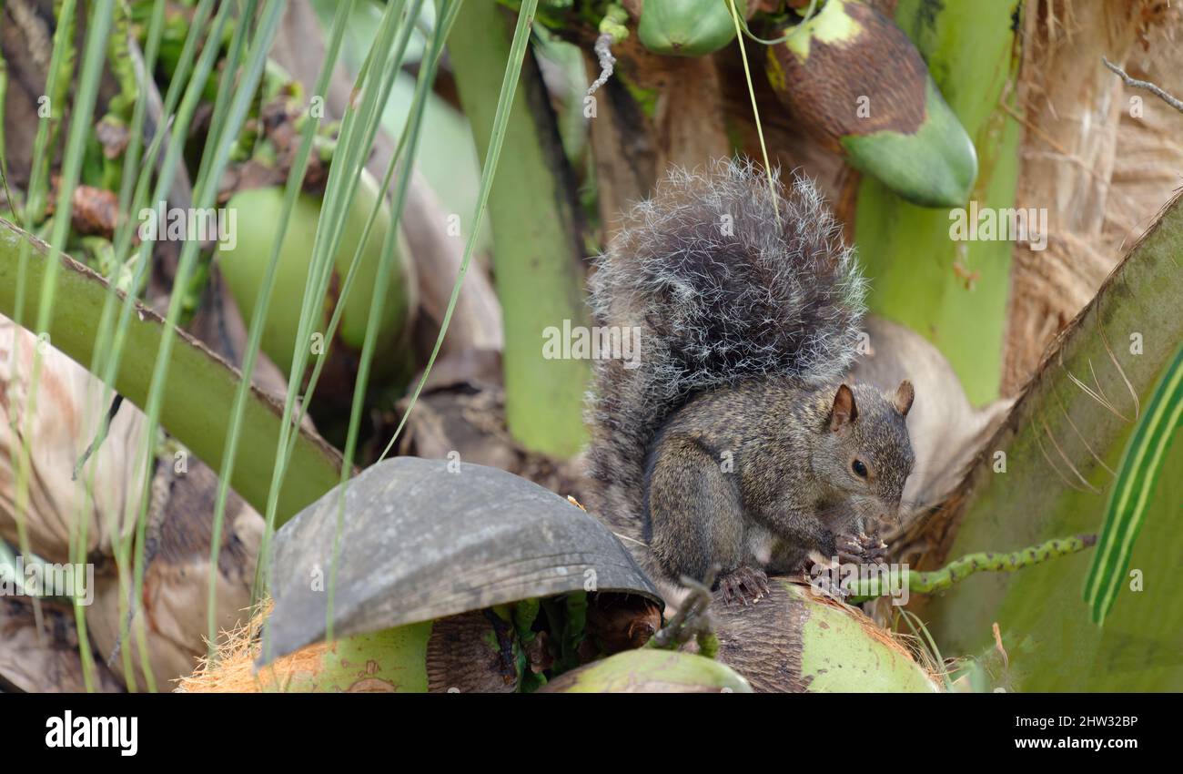 Close up of a squirrel on palm tree Stock Photo